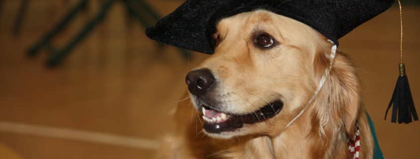 dogs