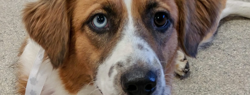 dogs lucy